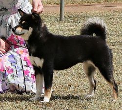 picture of dog