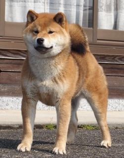 picture of dog