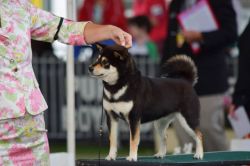 picture of dog