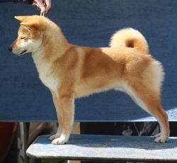 picture of dog