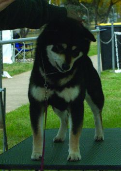 picture of dog