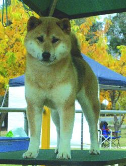 picture of dog