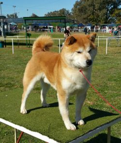 picture of dog