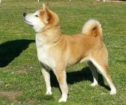 picture of dog