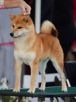 picture of dog