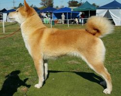 picture of dog