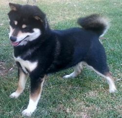 picture of dog