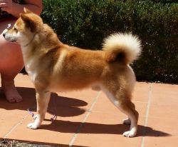 picture of dog