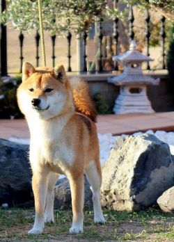picture of dog