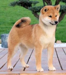 picture of dog