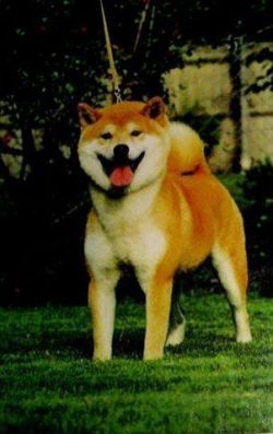 picture of dog