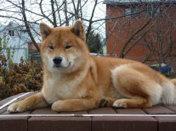 picture of dog