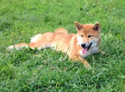 picture of dog