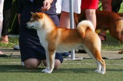 picture of dog