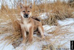 picture of dog