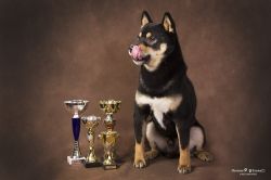 picture of dog
