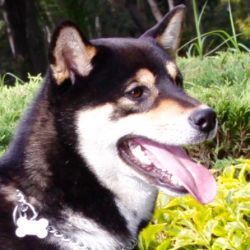 picture of dog