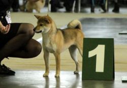 picture of dog