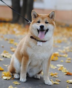 picture of dog