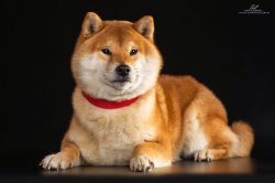 picture of dog