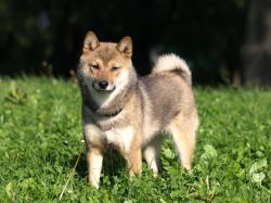 picture of dog