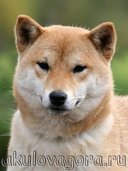 picture of dog