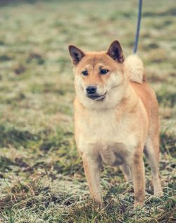 picture of dog