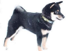 picture of dog