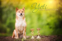 picture of dog