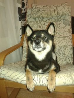 picture of dog