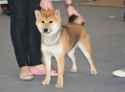 picture of dog