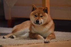picture of dog