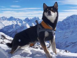 picture of dog