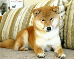picture of dog