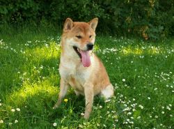 picture of dog