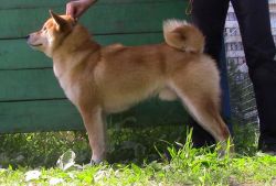 picture of dog