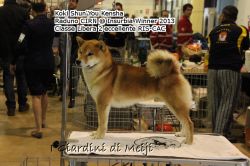 picture of dog