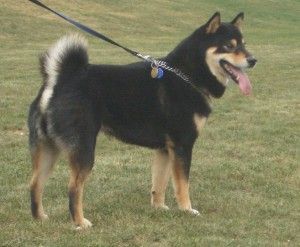 picture of dog