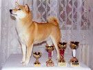 picture of dog