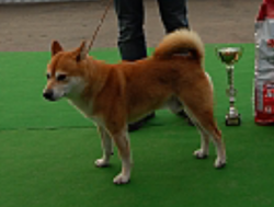 picture of dog