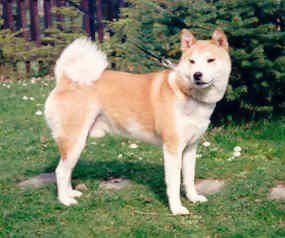 picture of dog