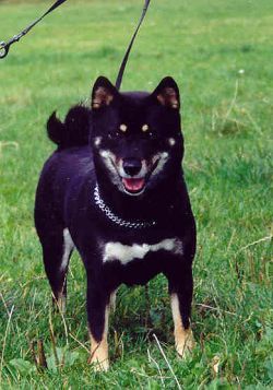 picture of dog