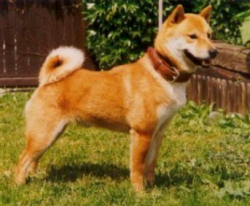 picture of dog
