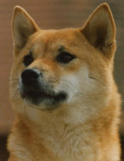 picture of dog