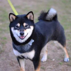 picture of dog