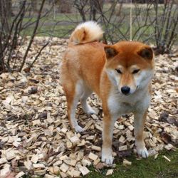 picture of dog