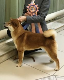 picture of dog