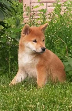 picture of dog