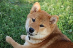 picture of dog