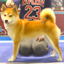 picture of dog